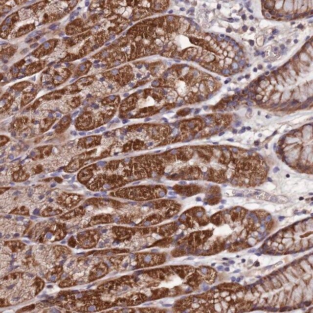 Anti-C5orf63 antibody produced in rabbit