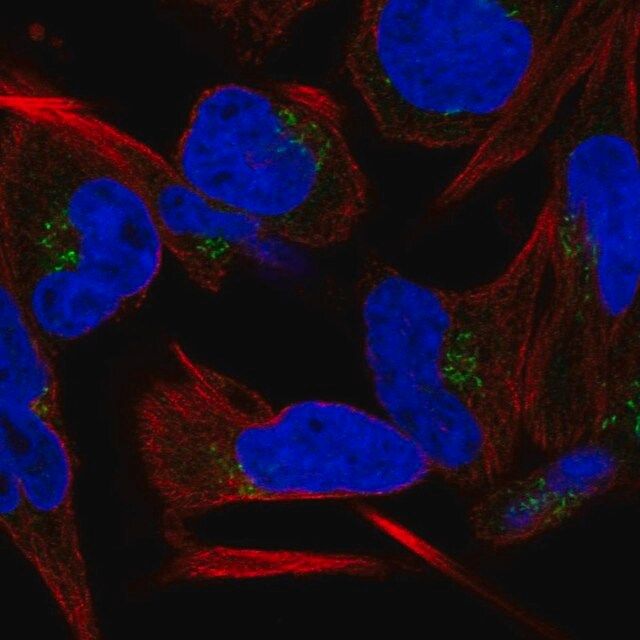 Anti-C9orf64 antibody produced in rabbit