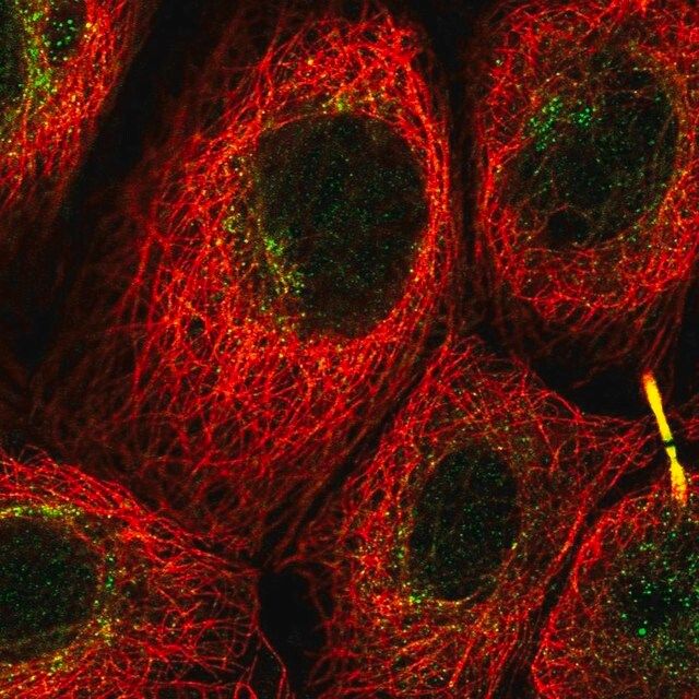 Anti-C12orf66 antibody produced in rabbit