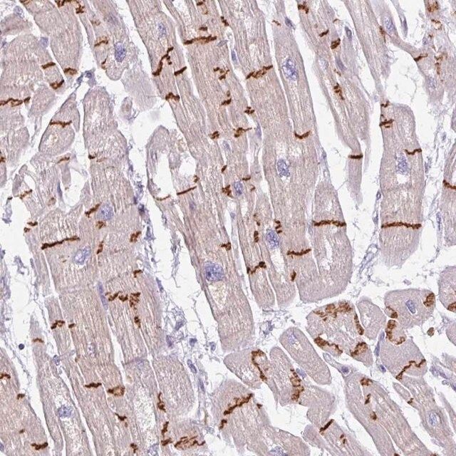 Anti-C2orf68 antibody produced in rabbit