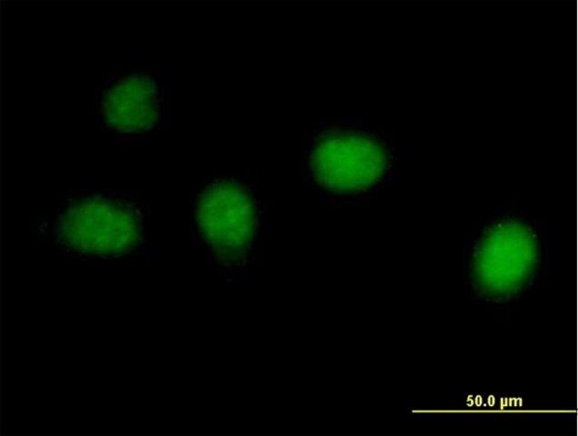 Anti-C1orf73 antibody produced in mouse