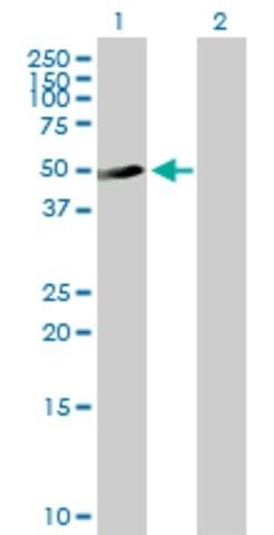 Anti-C9ORF68 antibody produced in mouse