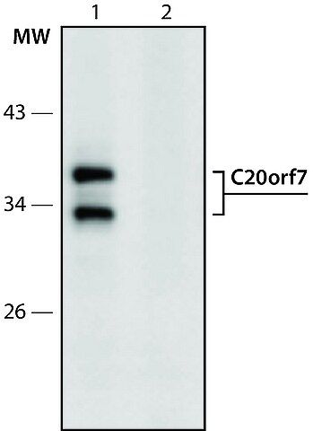 Anti-C20orf7 (61-75) antibody produced in rabbit