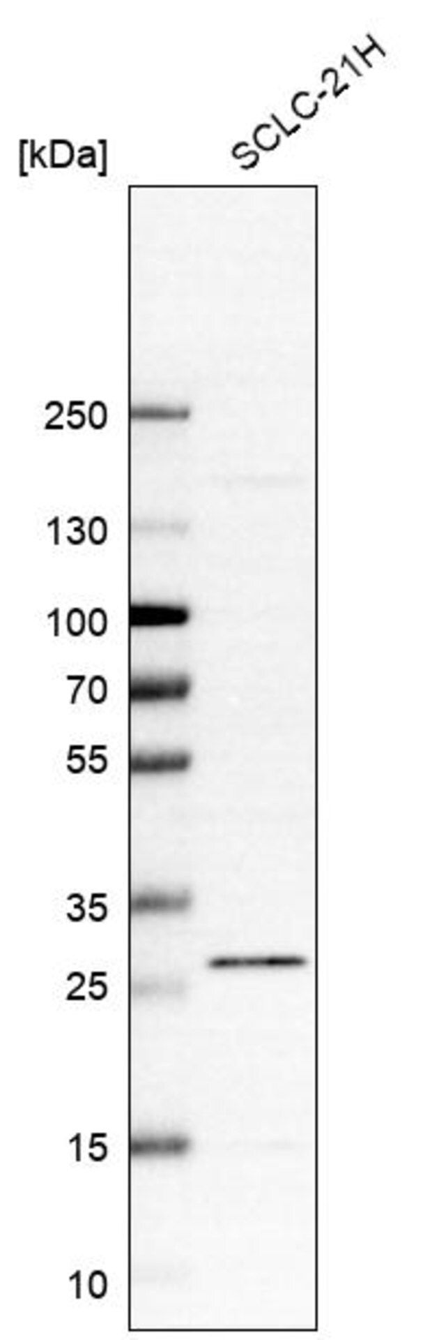 Anti-C12orf65 antibody produced in rabbit