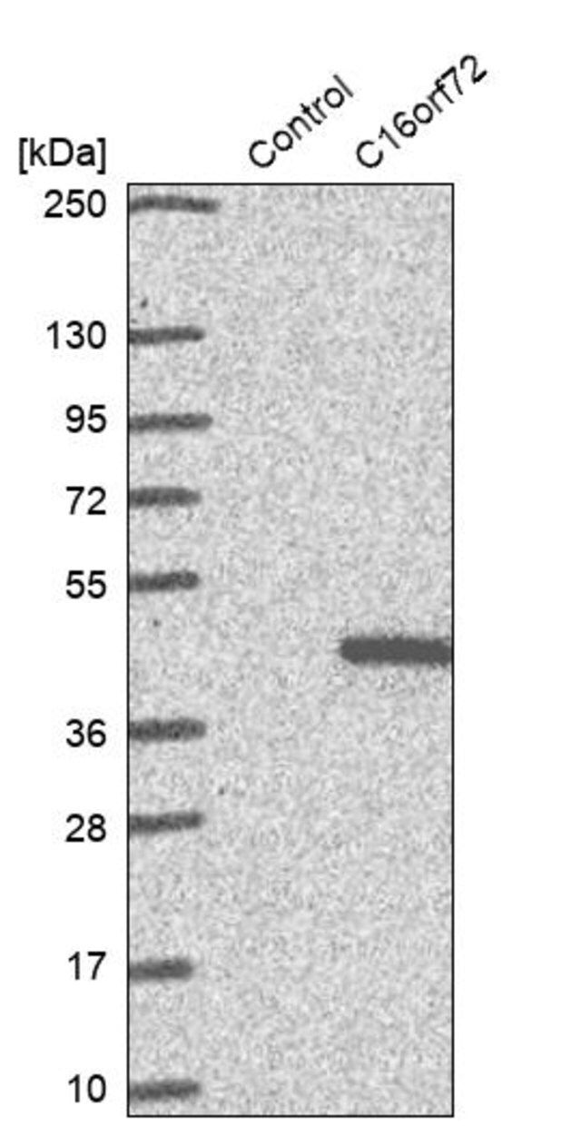 Anti-C16orf72 antibody produced in rabbit