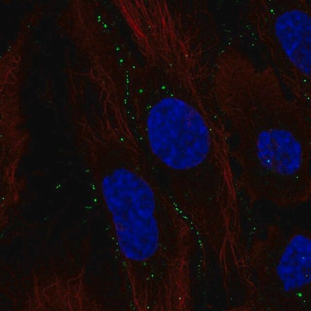 Anti-C11orf91 antibody produced in rabbit