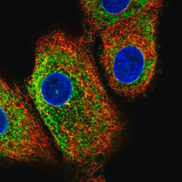 Anti-C16orf95 antibody produced in rabbit