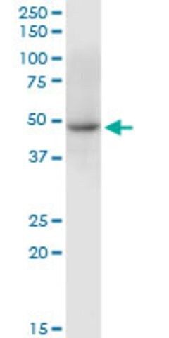 Anti-C10orf97 antibody produced in mouse