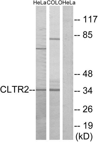 Anti-CLTR2 antibody produced in rabbit