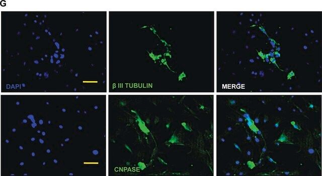 Anti-CNPase Antibody, clone 11-5B