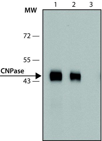 Anti-CNPase antibody, Mouse monoclonal