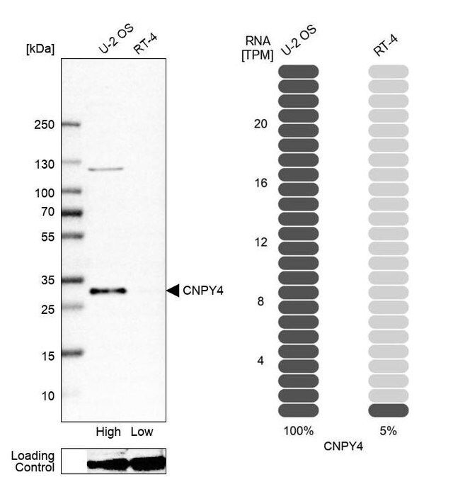 Anti-CNPY4 antibody produced in rabbit