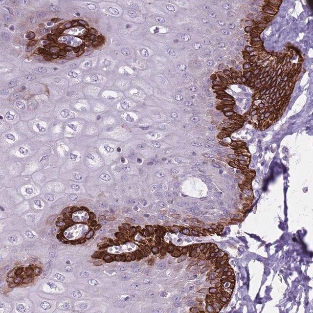 Anti-CNPPD1 antibody produced in rabbit