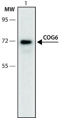 Anti-COG6 (291-305) antibody produced in rabbit