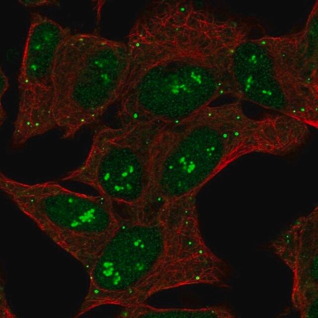 Anti-CNTNAP5 antibody produced in rabbit