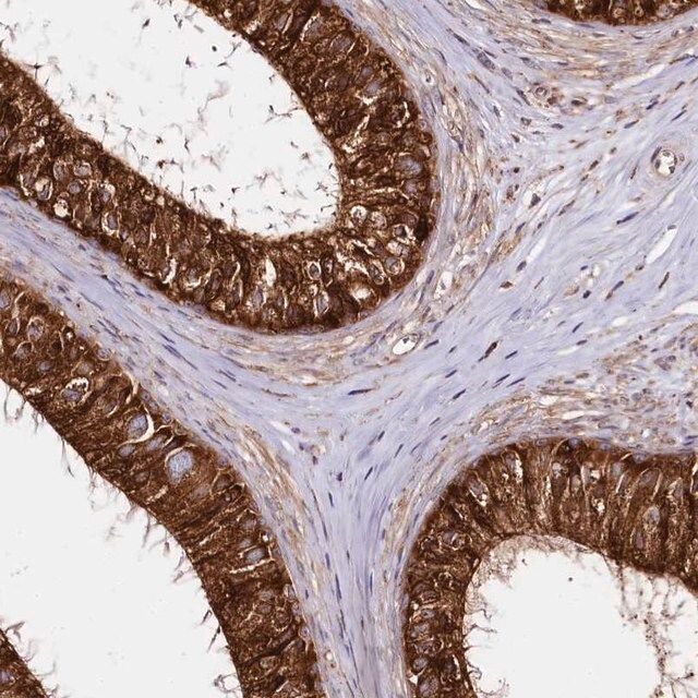 Anti-CNPY2 antibody produced in rabbit