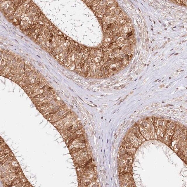 Anti-CNPY2 antibody produced in rabbit