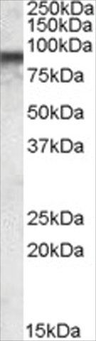 Anti-COG7 antibody produced in goat