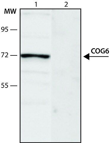 Anti-COG6 (636-648) antibody produced in rabbit