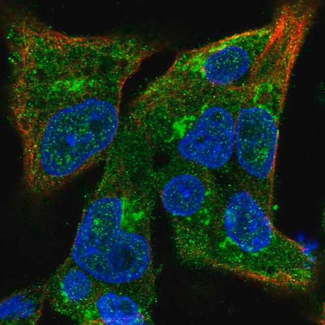 Anti-COG3 antibody produced in rabbit