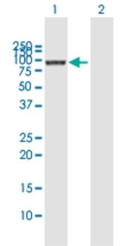 Anti-COG3 antibody produced in mouse