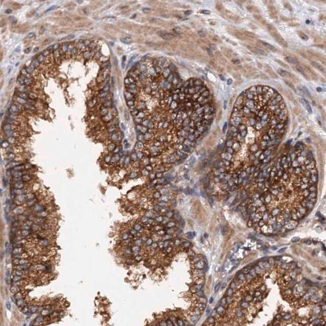 Anti-COG3 antibody produced in rabbit