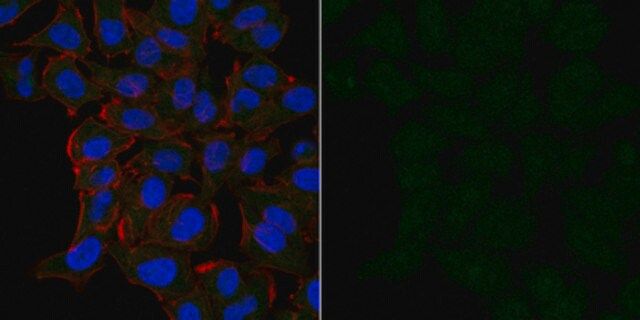 Anti-Cofilin-1 Antibody, Alexa Fluor<sup>®</sup> 488 Conjugate