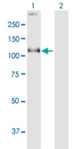 Anti-COG1 antibody produced in mouse