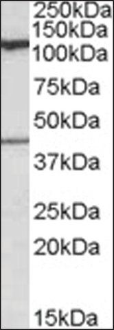 Anti-COG1 antibody produced in goat