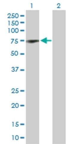 Anti-COIL antibody produced in rabbit