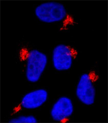 Anti-COG8 (C-terminal) antibody produced in rabbit