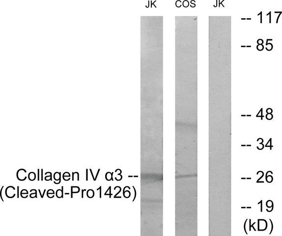 Anti-Collagen IV 3 (Cleaved-Pro<sup>1426</sup>) antibody produced in rabbit