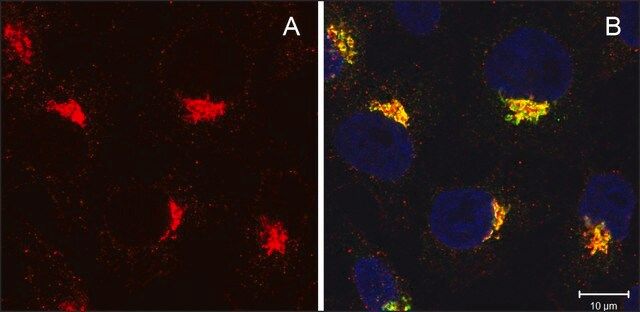 Anti-COG2 antibody produced in rabbit