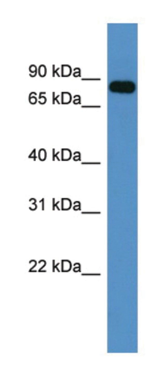 Anti-COL9A3 (C-terminal) antibody produced in rabbit