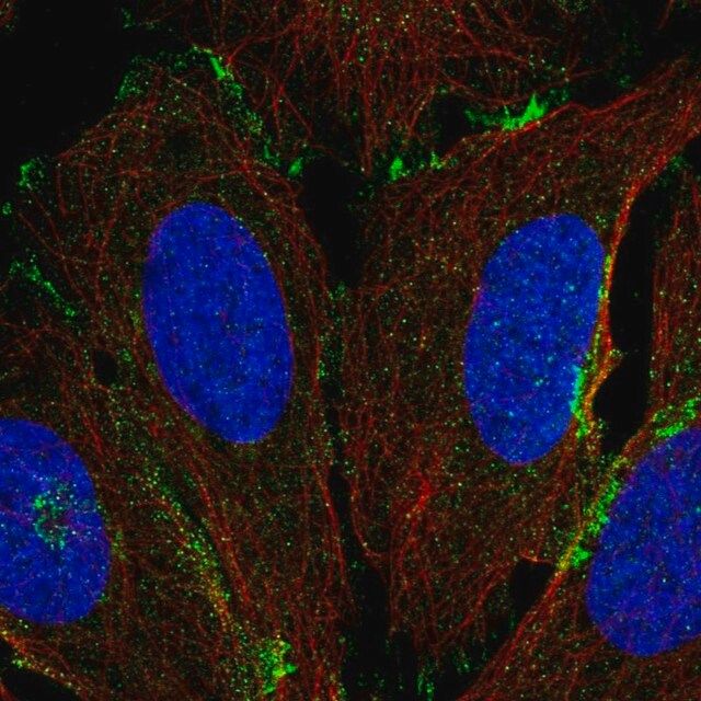 Anti-COLEC12 antibody produced in rabbit