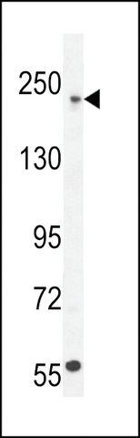 ANTI-COL5A1(N-TERMINAL) antibody produced in rabbit