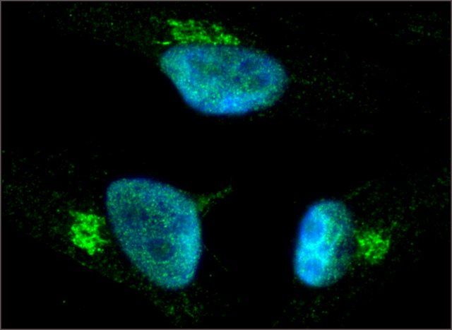 Anti-COG1 (C-TERMINAL) antibody produced in rabbit