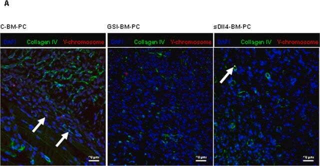 Anti-Collagen Type IV Antibody