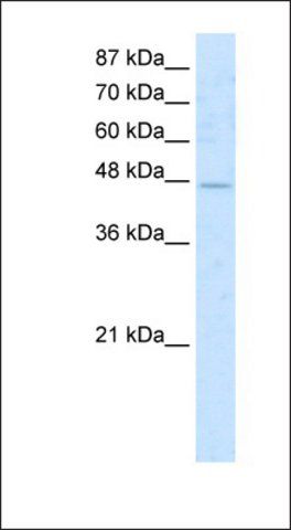 Anti-COLQ antibody produced in rabbit