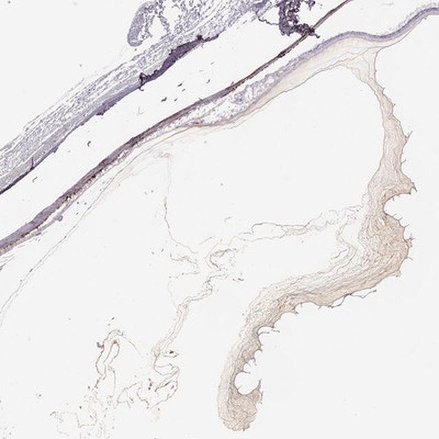 Anti-COL9A3 antibody produced in rabbit