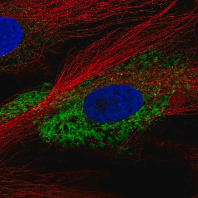 Anti-COL1A2 antibody produced in rabbit