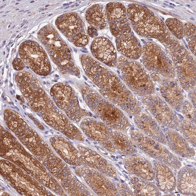 Anti-COPE antibody produced in rabbit