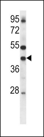 ANTI-CONNEXIN 37(C-TERMINAL) antibody produced in rabbit