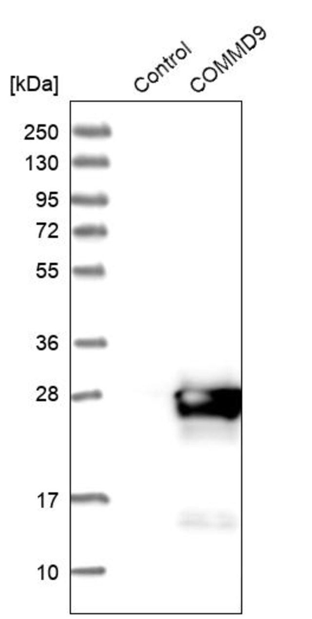 Anti-COMMD9 antibody produced in rabbit