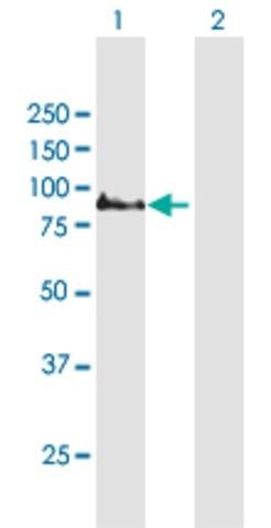 ANTI-COMP antibody produced in mouse