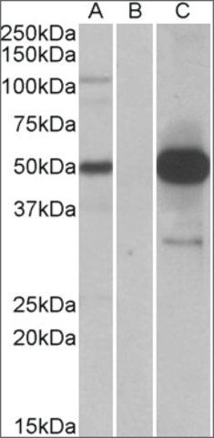 Anti-COPS3 antibody produced in goat