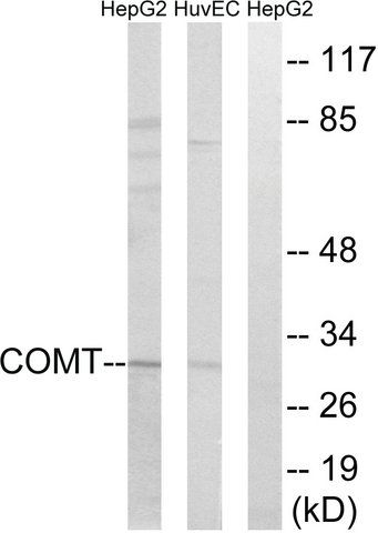 Anti-COMT antibody produced in rabbit