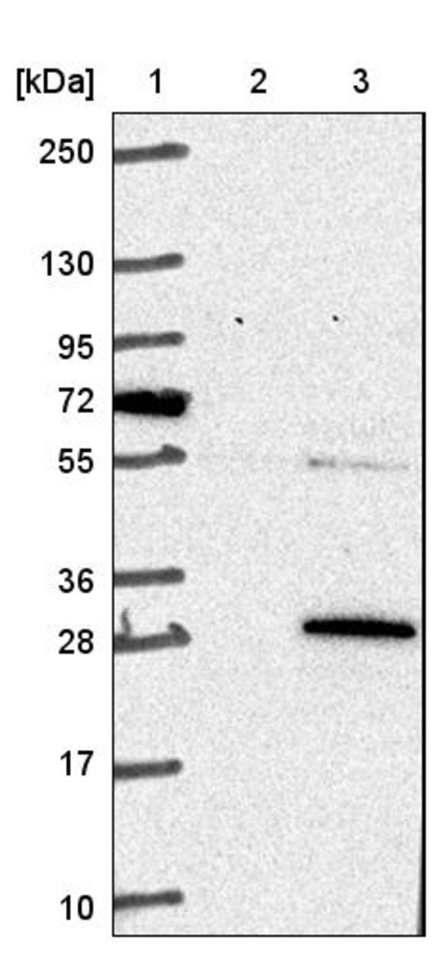 Anti-COMMD3 antibody produced in rabbit