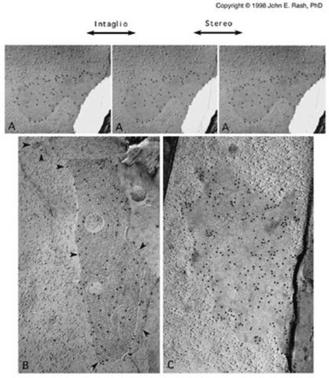 Anti-Connexin 32 Antibody, clone M12.13