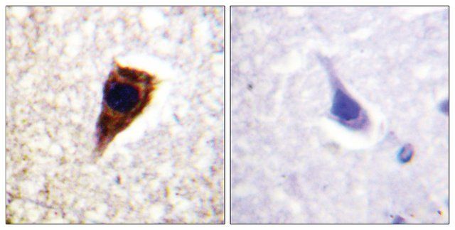 Anti-Connexin 43 antibody produced in rabbit